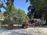 903630 Afbeelding van het afvoeren van gemaaid gras met paard en wagen op het Servaasbolwerk te Utrecht.